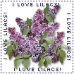 lilacs.gif